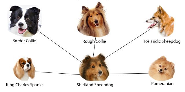Um Sheltie cercado por outras raças que compuseram a sua genética