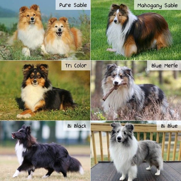 Vários Shelties com diferentes cores e padrões de pelagem