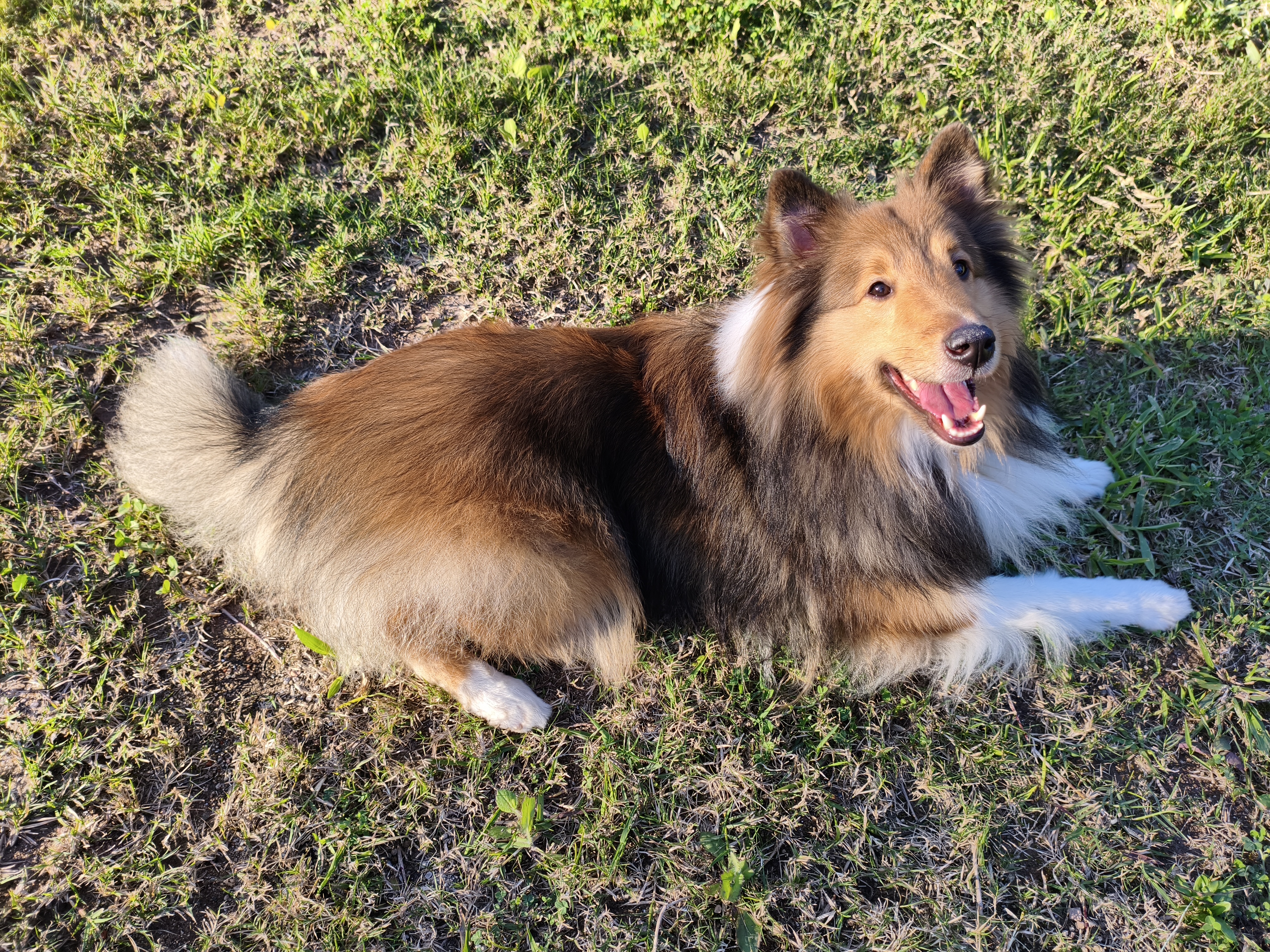 Willys, um Sheltie pelagem marta deitado na grama em um dia ensolarado